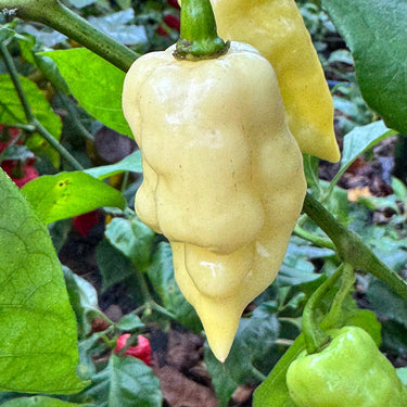 Bingo White - Seeds - The Pepper Pantry (Formerly Marie Sharp's)